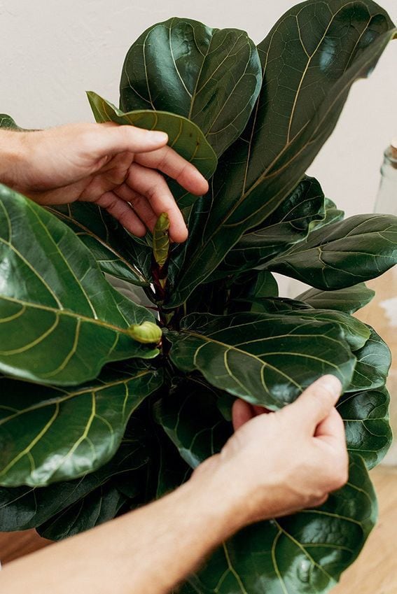 Paso a paso de cómo limpiar las hojas de las plantas con vinagre.
Foto: Pinterest