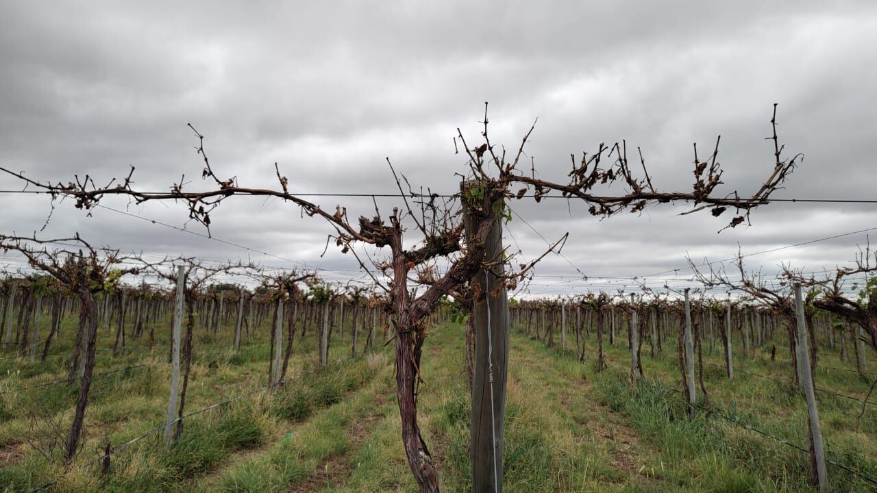 Viñedos del Este de Mendoza quedaron completamente dañados tras la tormenta de granizo. - Gentileza