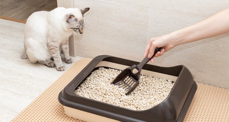 Día Internacional del Gato: por qué se celebra tres veces al año y claves para prevenir una grave enfermedad. Foto: Archivo