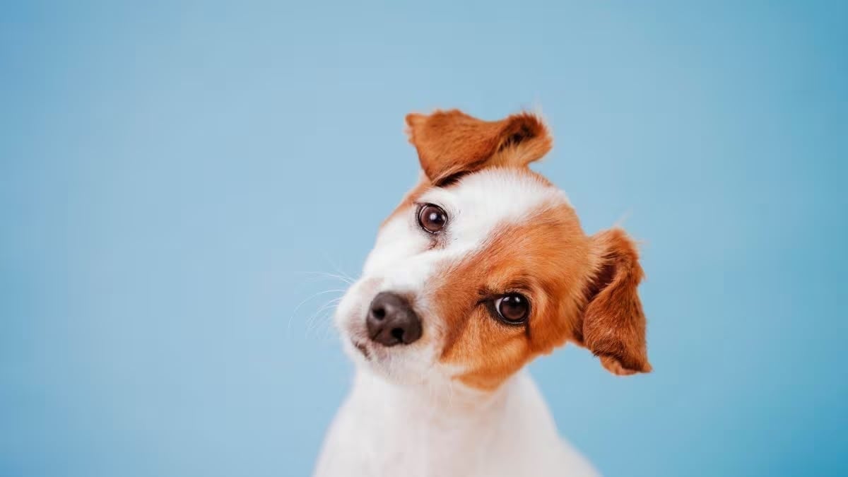 Este es el beneficio de hablarle a los perros como si fueran bebés.