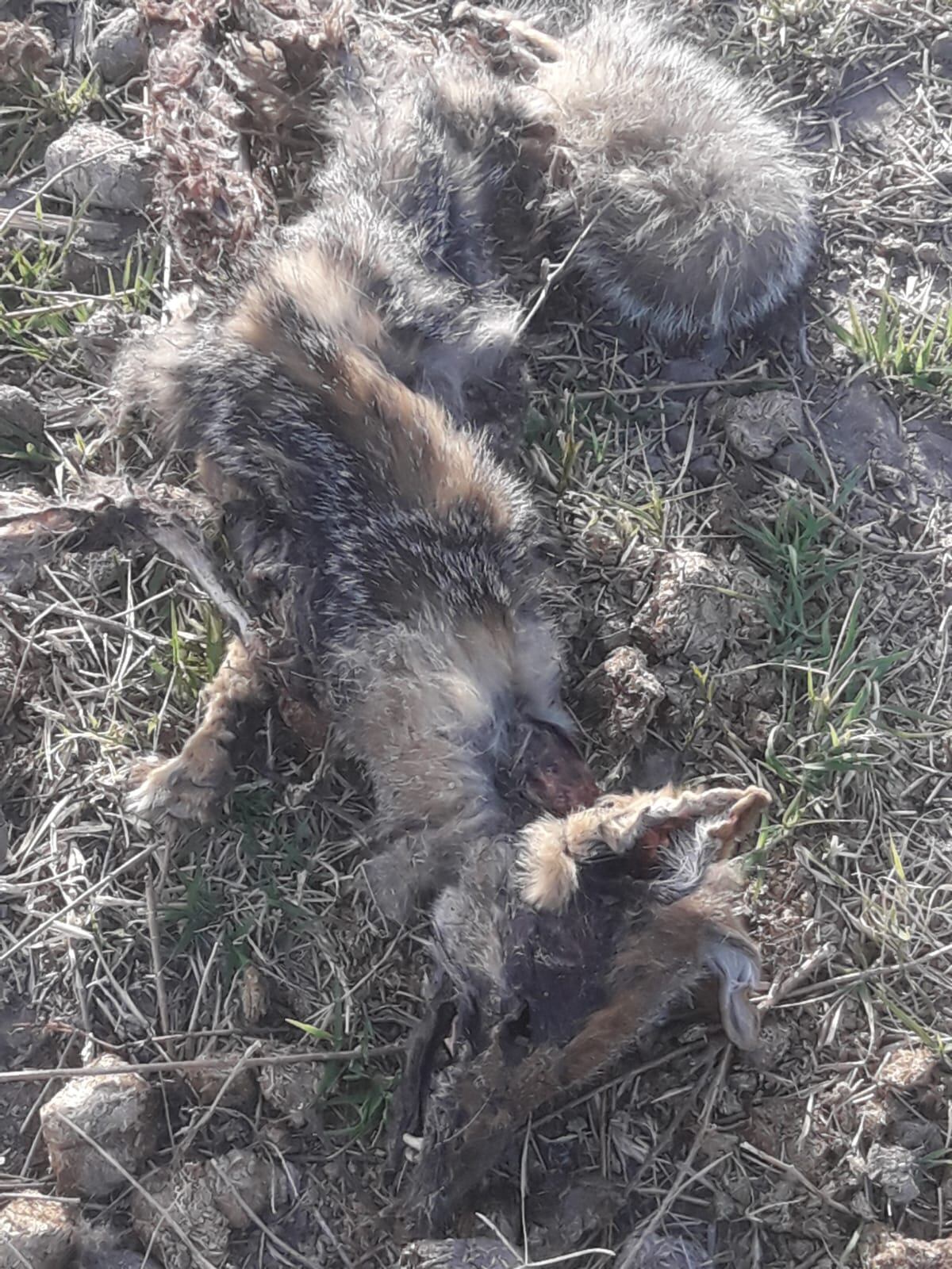 No fue tragedia de milagro: encontraron más de 10 animales muertos e intoxicados con veneno en el Sur. Foto: Gentileza.