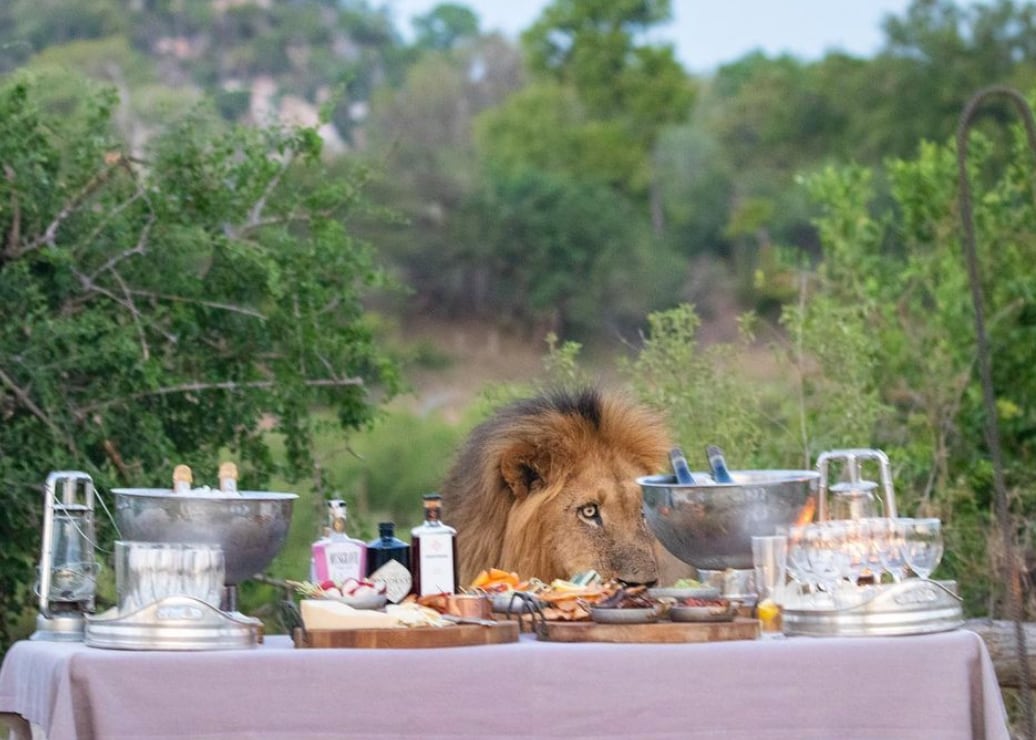 El león ni siquiera probó la comida.