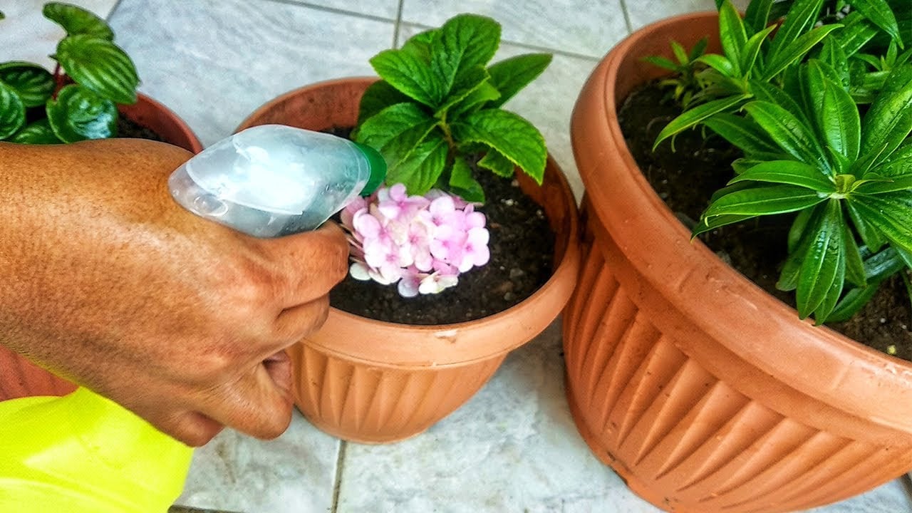 Esto ocurre si usas jabón blanco en tus plantas.