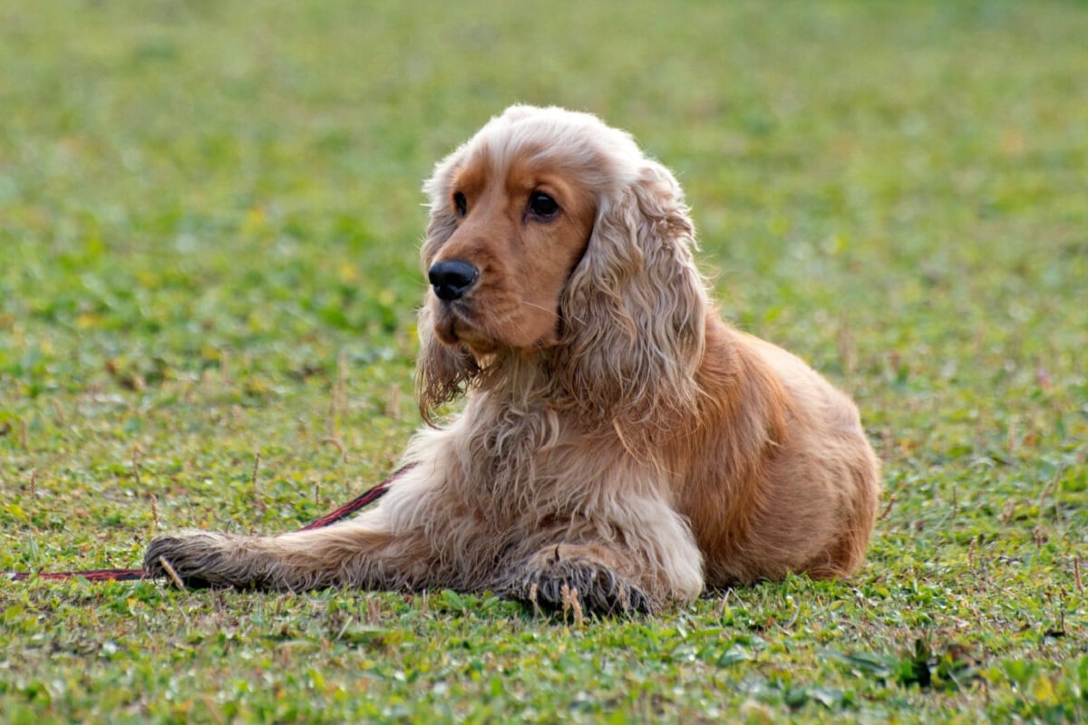 Perro Cocker Spaniel - Imagen ilustrativa / Web