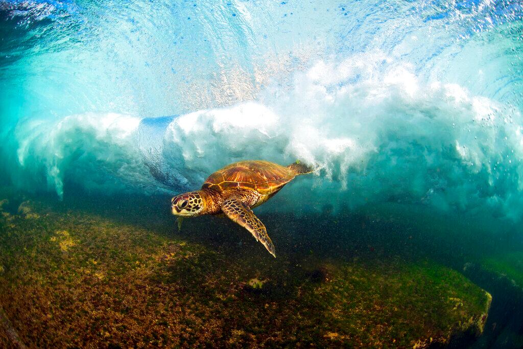 Una tortuga marina verde hawaiana nada en una ola al romper . Foto: Clark Little vía AP