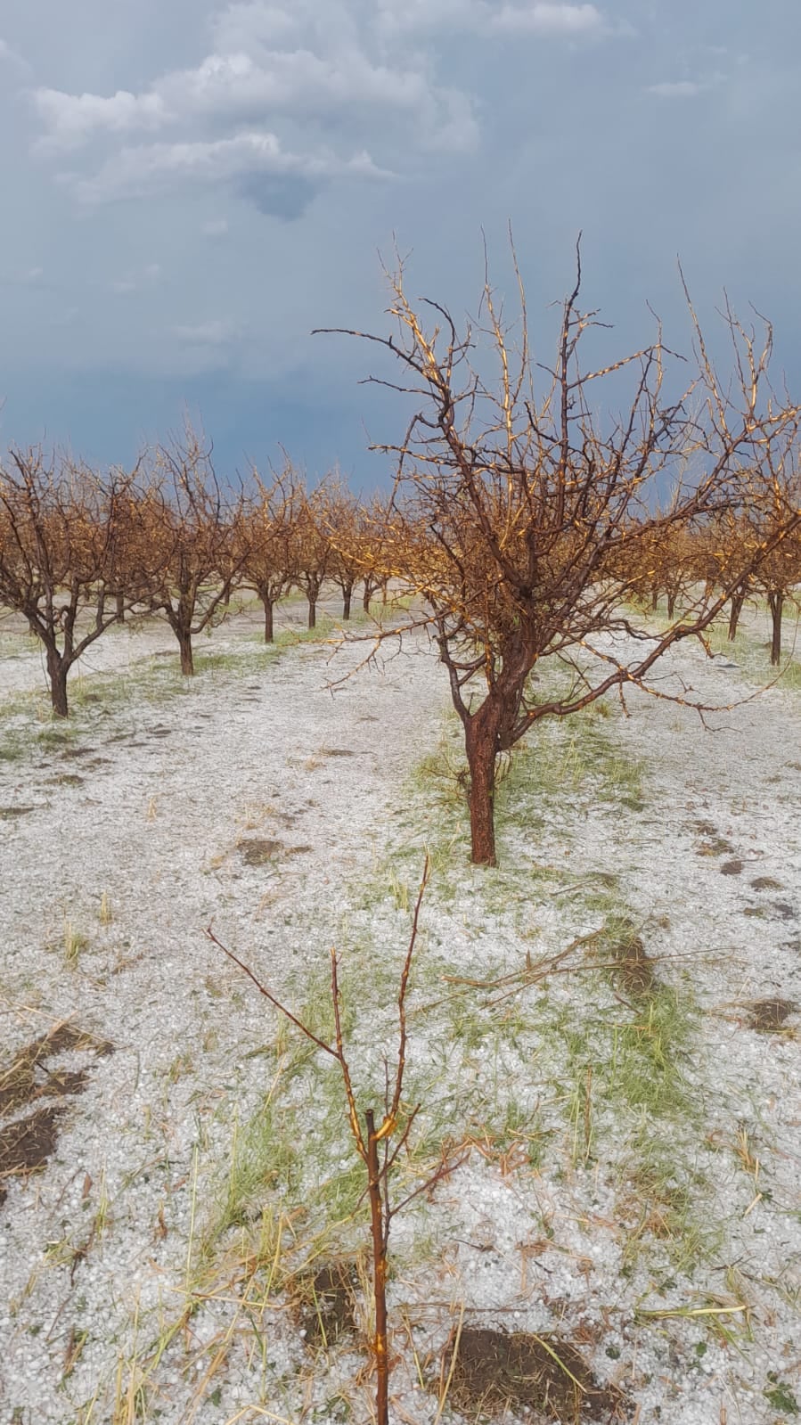 Una feroz tormenta de granizo provocó daños en Real del Padre. Foto gentileza