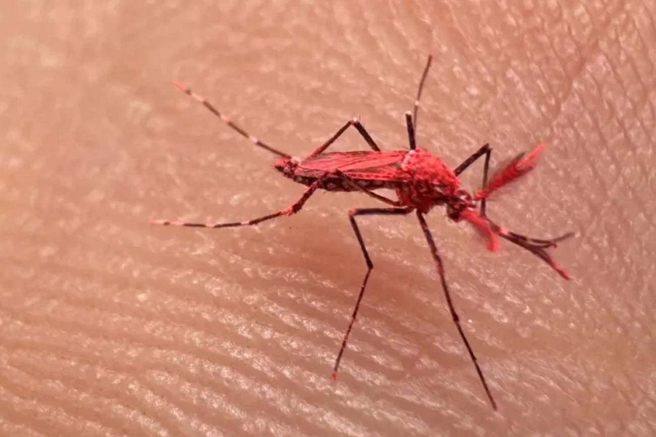 Estos “mosquitos rojos” no son una especie natural, sino una creación biotecnológica diseñada para interrumpir el ciclo reproductivo de los mosquitos transmisores del dengue. (Imagen web)