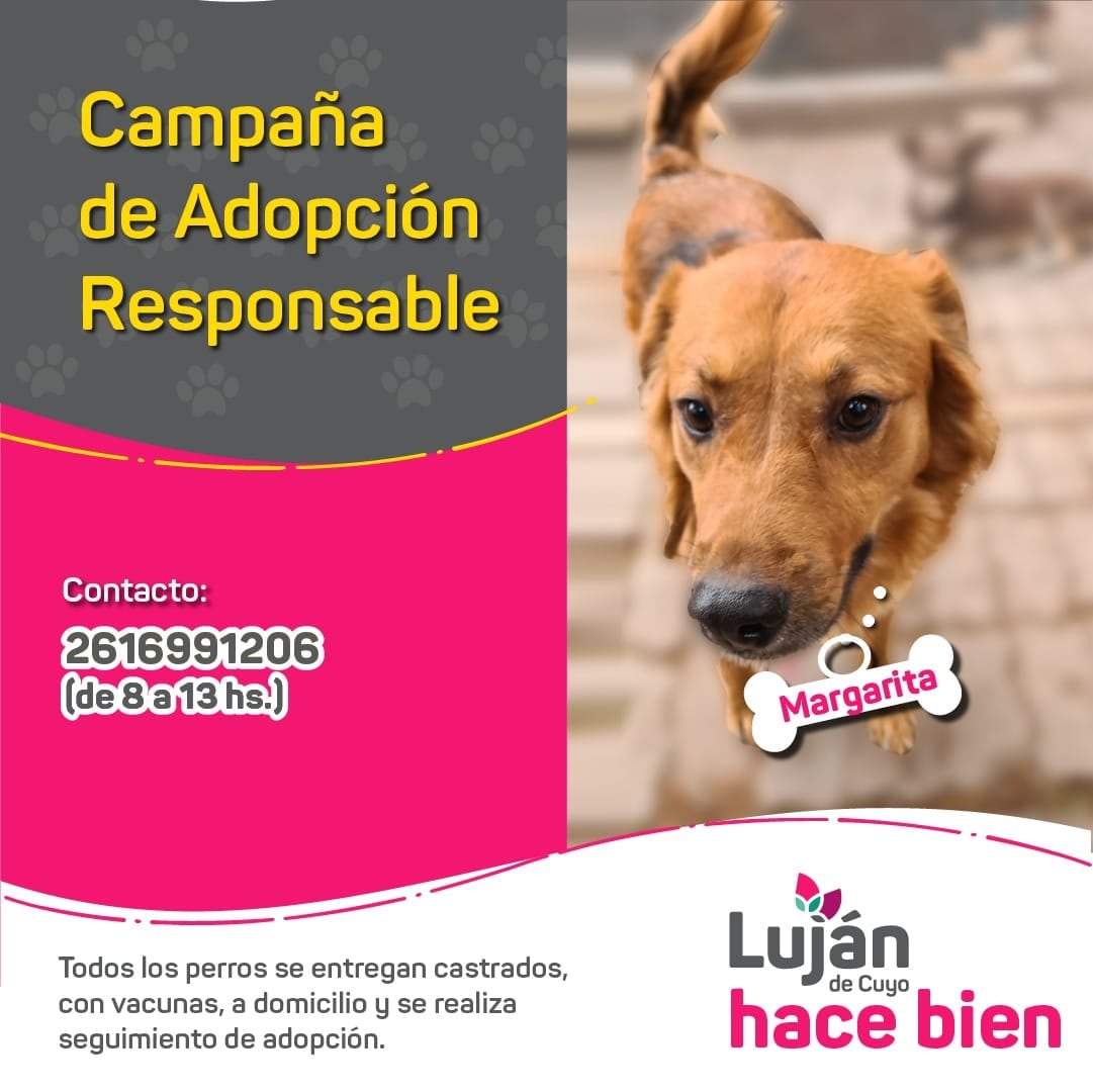 La original campaña en redes con que Luján busca dar en adopción a 17 perritos rescatados de situaciones traumáticas. Foto: facebook Municipalidad Luján de Cuyo