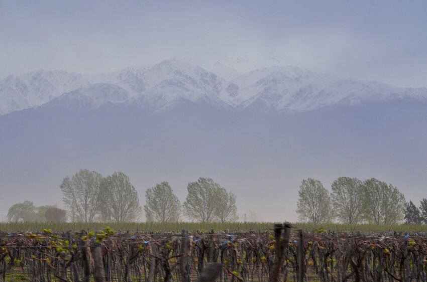 
Fuerte viento del Oeste afectando el Corredor Productivo en Valle de Uco  | Foto: Claudio Gutiérrez / Los Andes
   