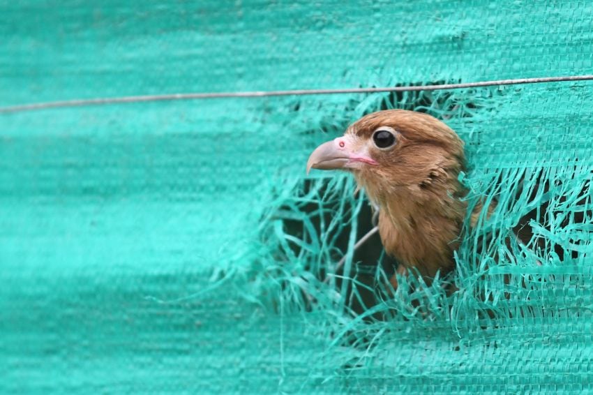 
Hay diversas especies de aves que están siendo cuidadas y curadas. | Claudio Gutierrez / Los Andes
   