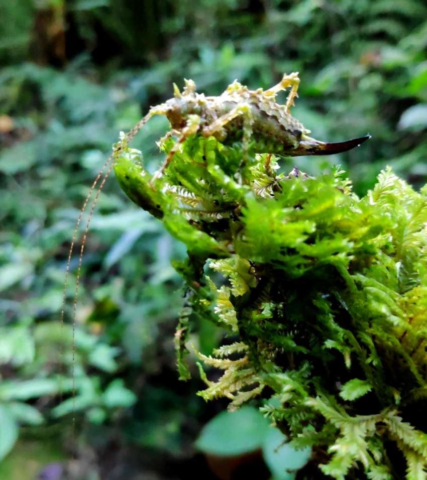 
"Modeladora". Adeclus sp. , conocida como ninfa y su papel en el ecosistema. | J. M. Ramírez - Salamanca
   