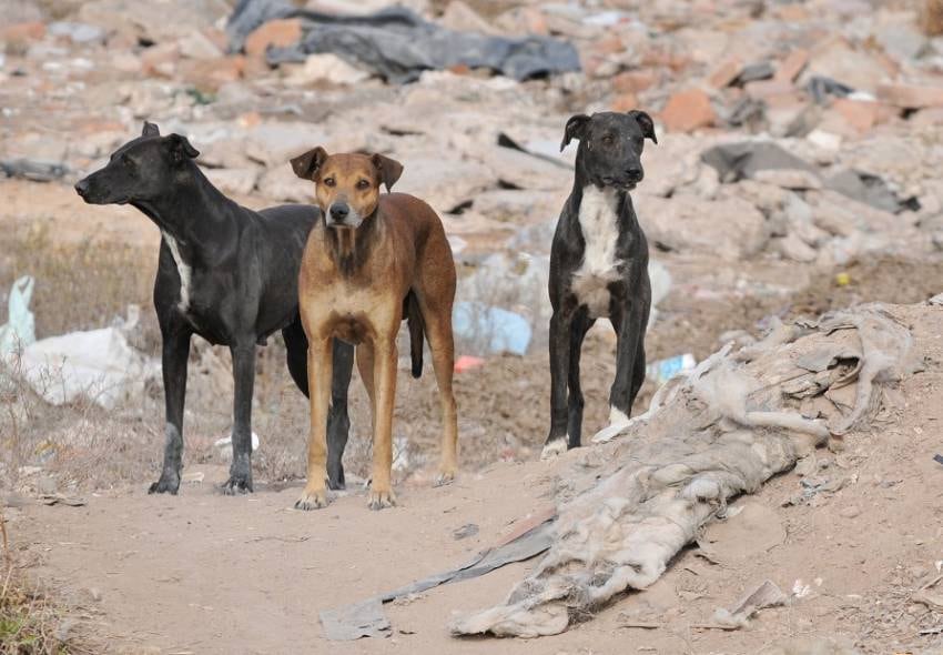 El 27 de julio se conmemora el Día Internacional del Perro Callejero. 