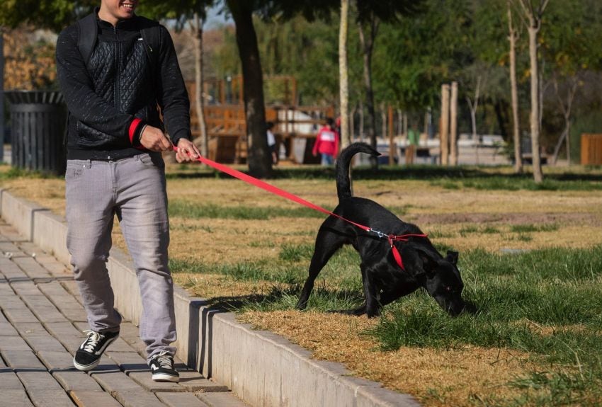 
    La provincia pondría una línea especial para denunciar a quienes no limpien lo que sus perros ensucien - Ignacio Blanco / Archivo Los Andes
   