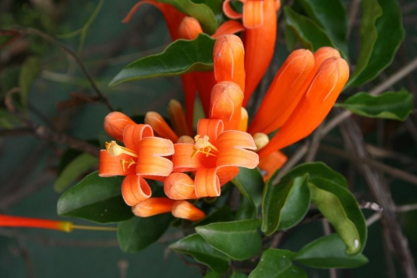 
Bignonia venusta. Sus flores duran hasta el invierno. | Gentileza
   