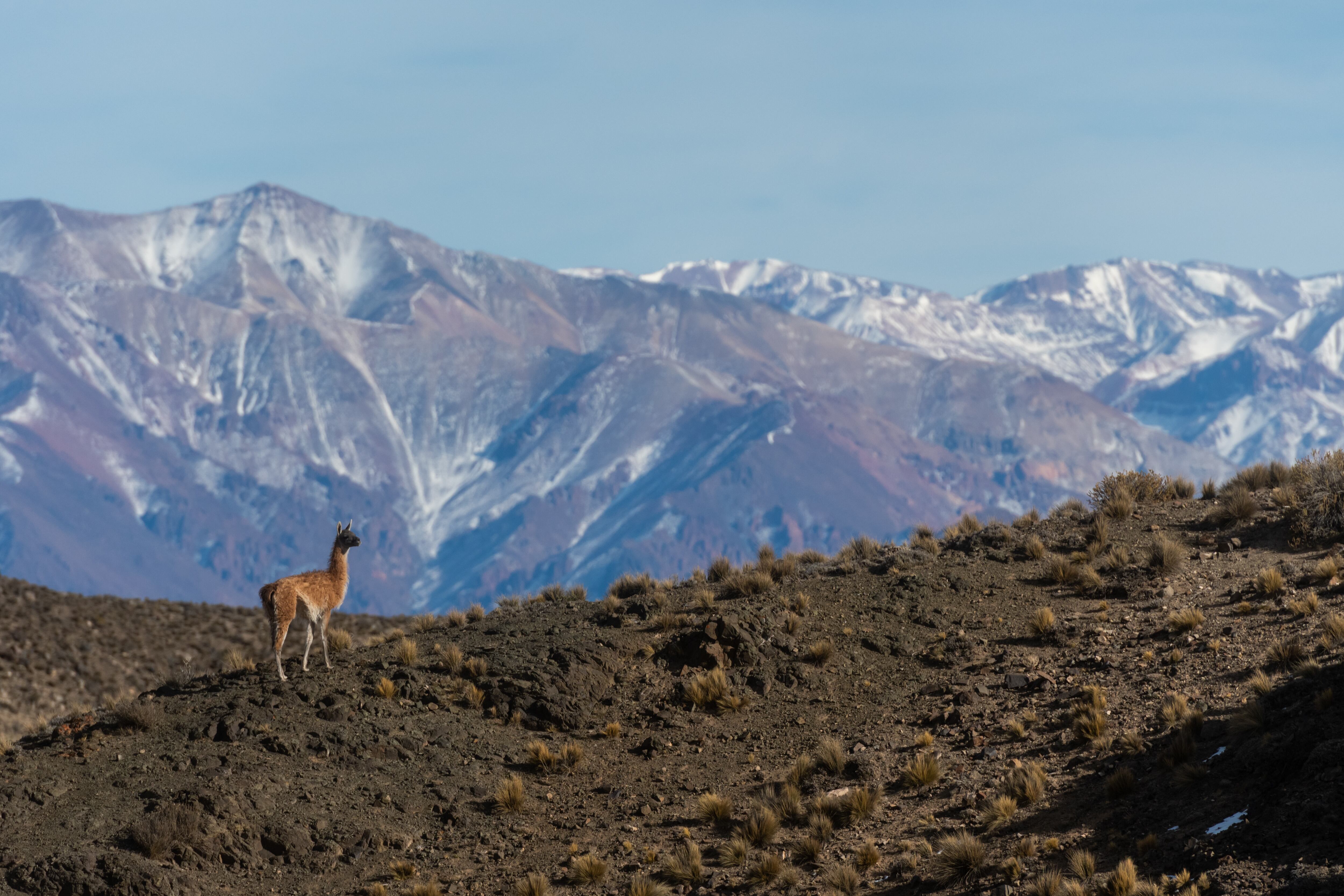 Mendoza 10 de junio de 2020 Sociedad, Reserva Natural Villavicencio
El cuerpo de Guardaparques de la Reserva Natural Villavicencio realiza un atrabajo de conservacion y prevencion de la caceria ilegal. Gracias a este trabajo se comenzo a recuperar la poblacion de las destintas especies que habitan la montana mendocina.    
Guanacos 
Foto: Ignacio Blanco / Los Andes
guanaco montana