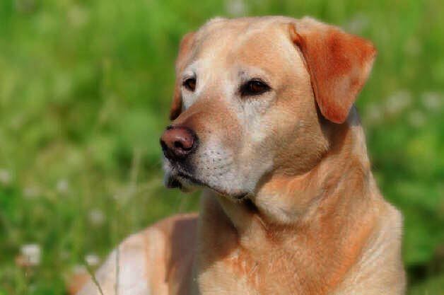 Labrador Retriever. Afectuoso y fácil de educar.