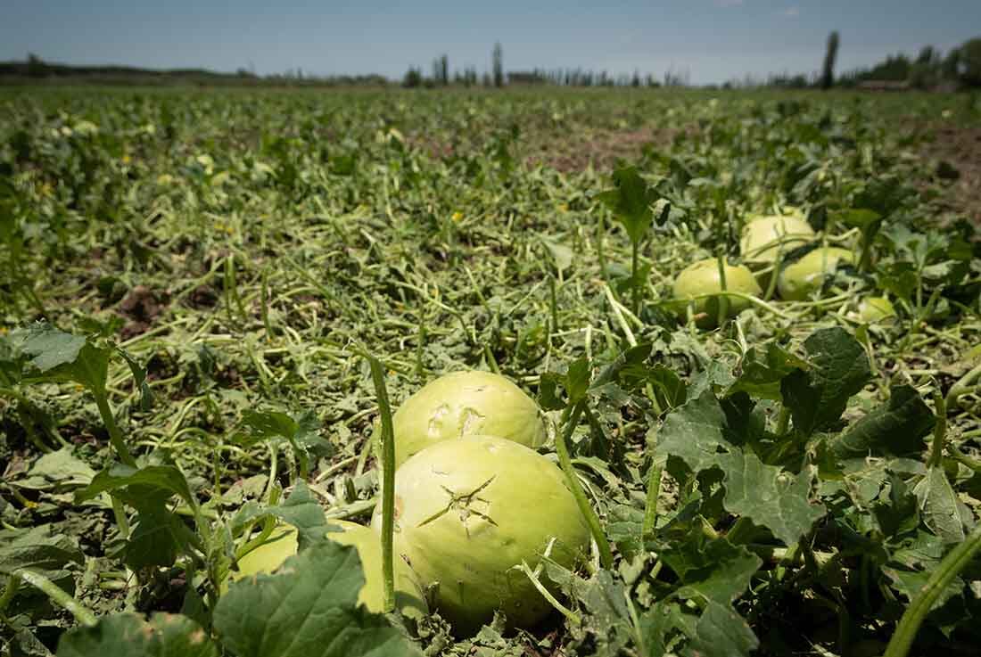 Fuertes vientos y caída de granizo sobre viviendas y terrenos cultivados, afectó unas 17 mil hectáreas productivas de Lavalle y zona Este.  Foto: Ignacio Blanco