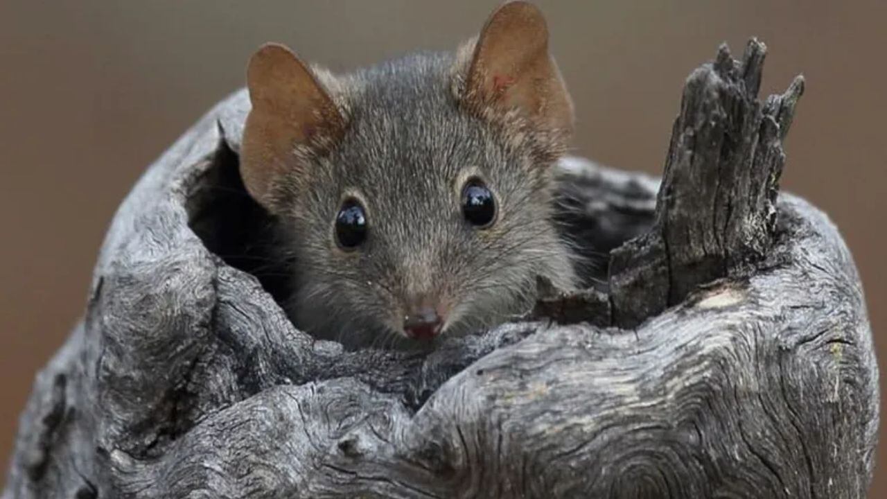 Un ratón marsupial australiano macho.