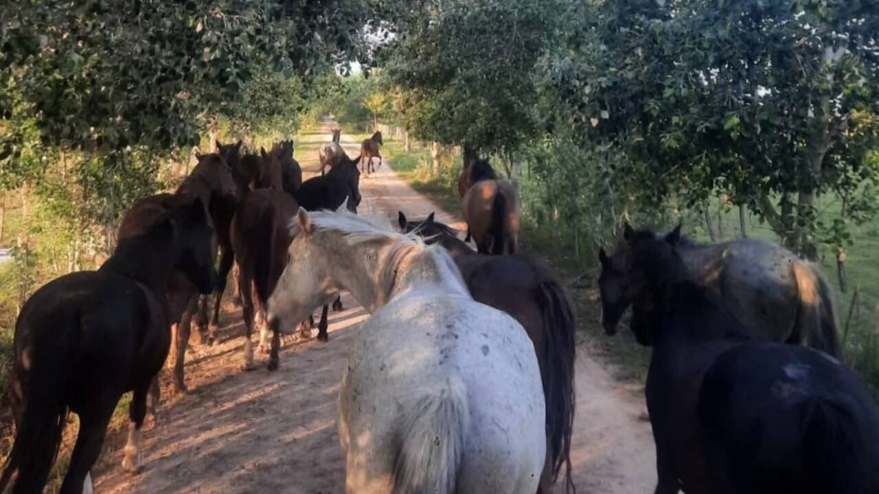 Confirmaron el primer caso de encefalomielitis equina en Mendoza en 36 años
