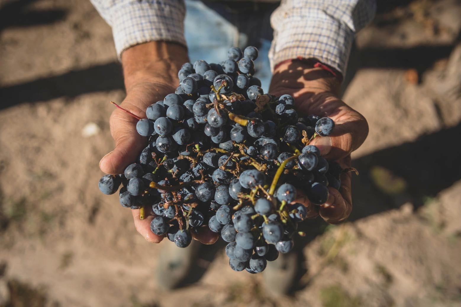 Calendario para celebrar al vino y a sus hacedores