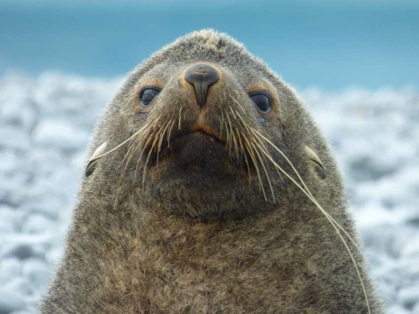 
Lobos, elefantes marinos, focas Weddell, pingüinos y otras aves son parte de la fauna en estas islas del sur.  | Gentileza: Diego Ferrer -DNA/IAA
   