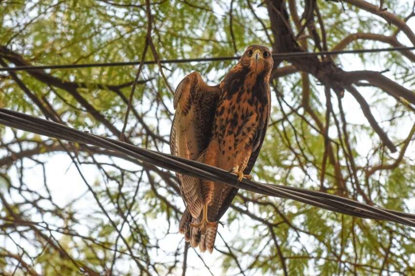 
Funcionan como un control natural para la población de palomas | Mariana Villa / Los Andes
   