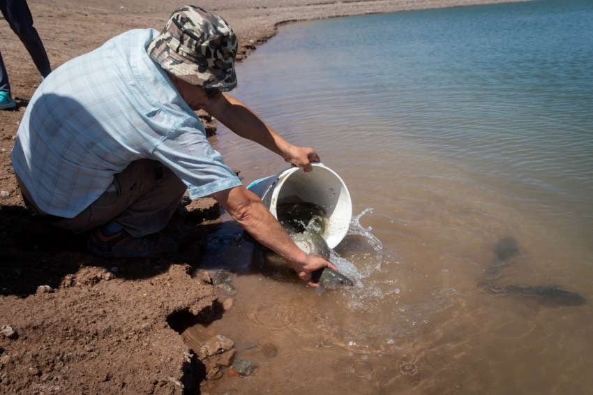 Laguna de las Salinas, de dónde se rescataron más de 1.000 peces, está casi desaparecida por la sequía . Foto: Ignacio Blanco / Los Andes.