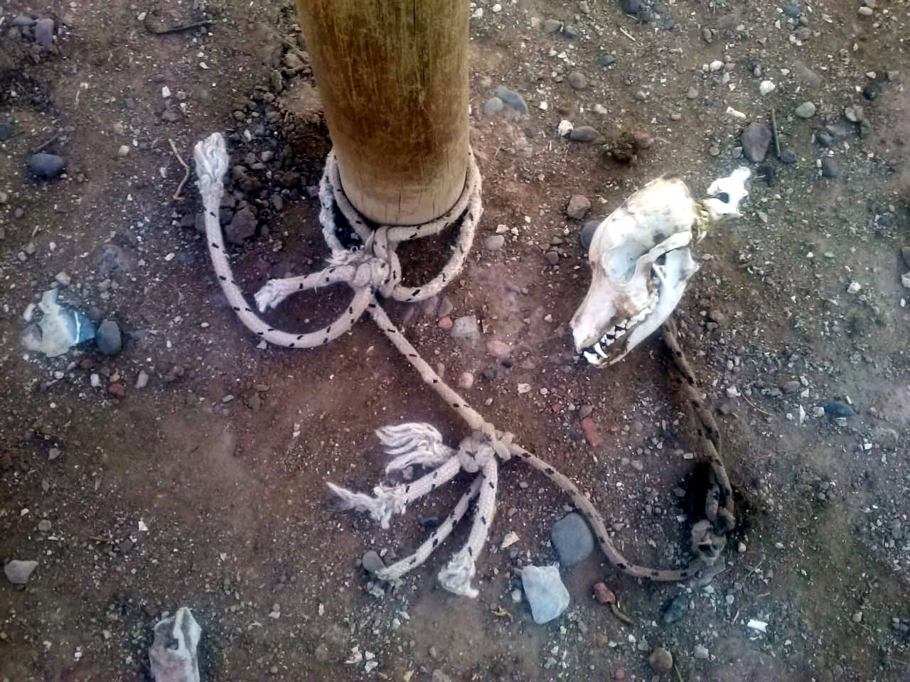 Gil Pereg: cacerías nocturnas y dos cadáveres enterrados en un rancho. El hombre recolectaba perros y los mantenía atados y famélicos en su predio. Muchos animales morían. (Los Andes) 