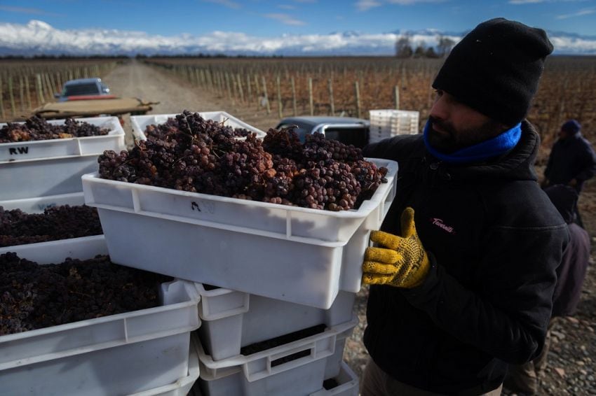 
Verdicchio, gewürztraminer y sauvignon blanc fueron las variedades recolectadas. | Ignacio Blanco / Los Andes
   