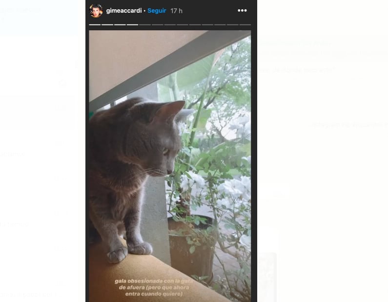 Gala, una de las mascotas de Gimena Accardi