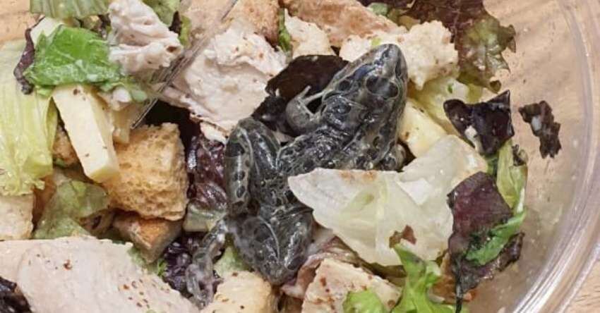 
    En el local de comidas solo se limitaron a decirle que no sabían cómo había llegado el animal hasta el plato. Foto: Twitter
   