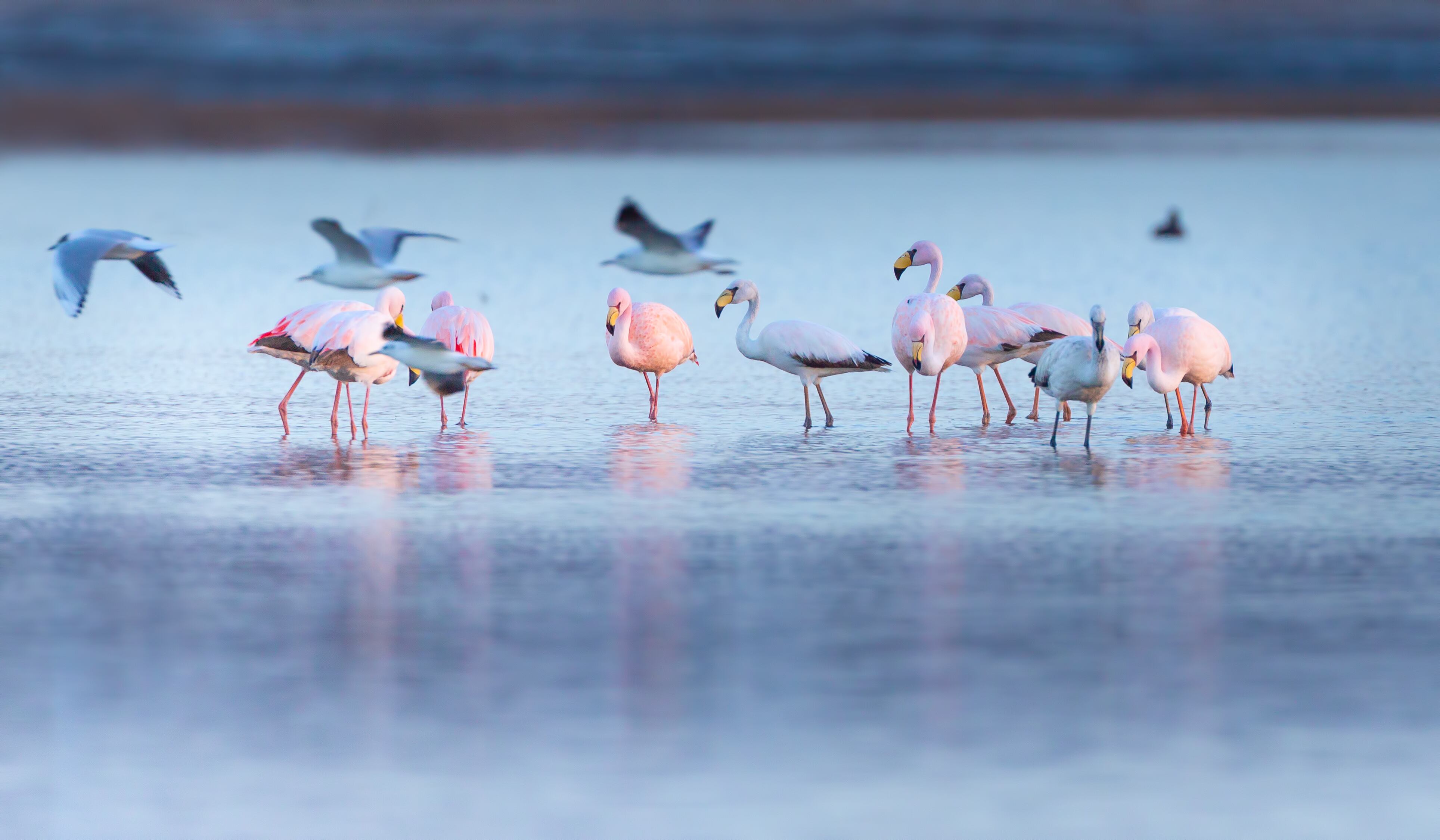 Parque Nacional Ansenuza. / Foto: Pablo Rodríguez Merkel. 