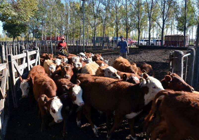 Los productores aseguran que, desde que comenzó el cepo a las exportaciones de carne, los valores han descendido entre 10% y 15%. 