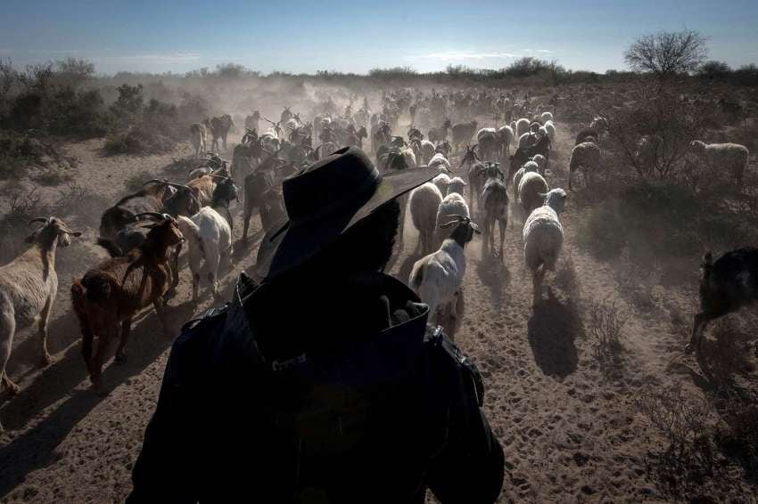 
Orlando Pelichotti / 07 de agosto | Antonio Díaz es uno de los productores de chivos y cabras, se ve obligado a sacar sus animales a pastar por largas caminatas, debido a que el alimento escasea por la sequía.
   