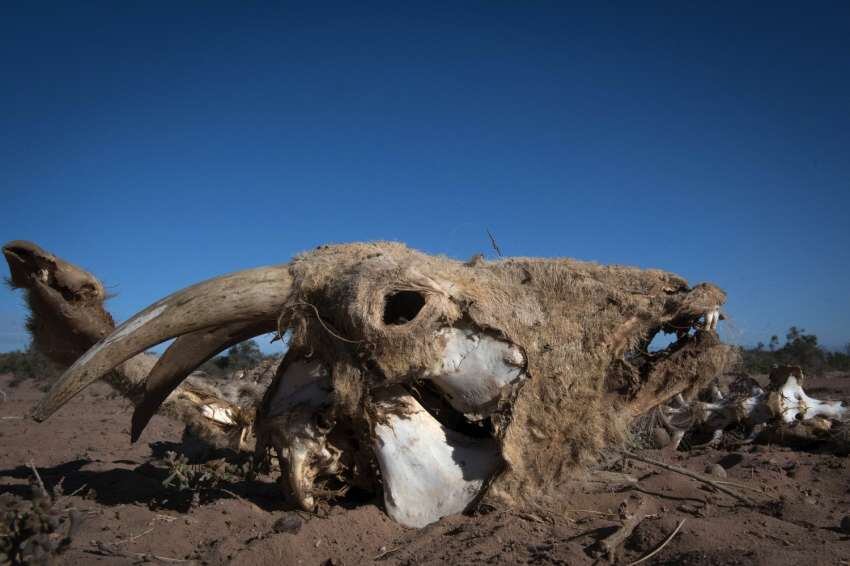 
Osamenta. La falta de lluvia acorta la vida de los animales. | Orlando Pelichotti / Los Andes
   