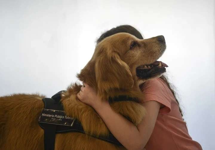 
Titán fue entrenado desde cachorro para trabajar con chicos y adolescentes con diferentes patologías | Gentileza Clarín
   