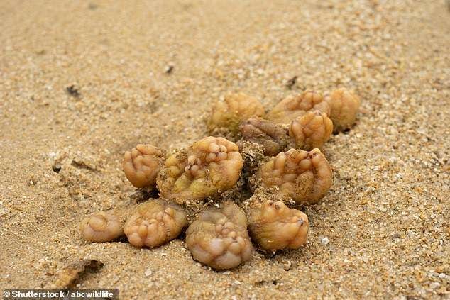 
    Algunas ascidiacea son consideradas plagas. Foto: Mail Online.
   