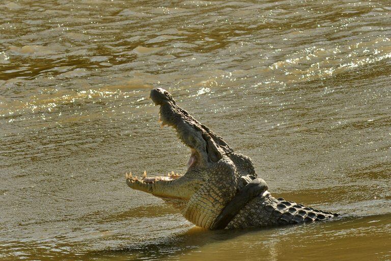 El cocodrilo es de las pocas especies que no han cambiado.