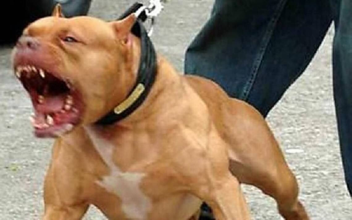 El perro se escapó y comenzó a perseguir a chico hasta su vivienda. Foto: Web