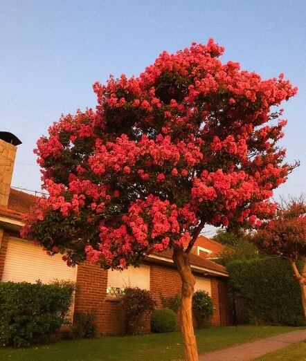 Parte de la vista de la casa y un árbol soñado.