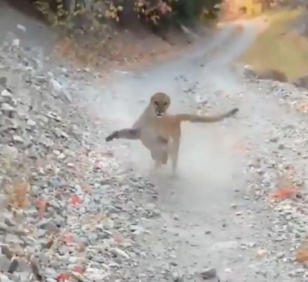 Un joven salió a caminar y se topó con un puma y su cría en medio del camino. Foto Mirror