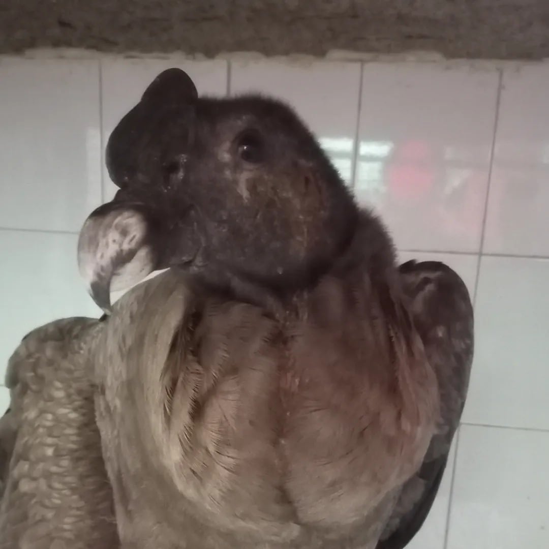 El cóndor rescatado en San Rafael no podrá volver a volar: qué será de su vida. Foto: Gentileza Fundación Cullunche