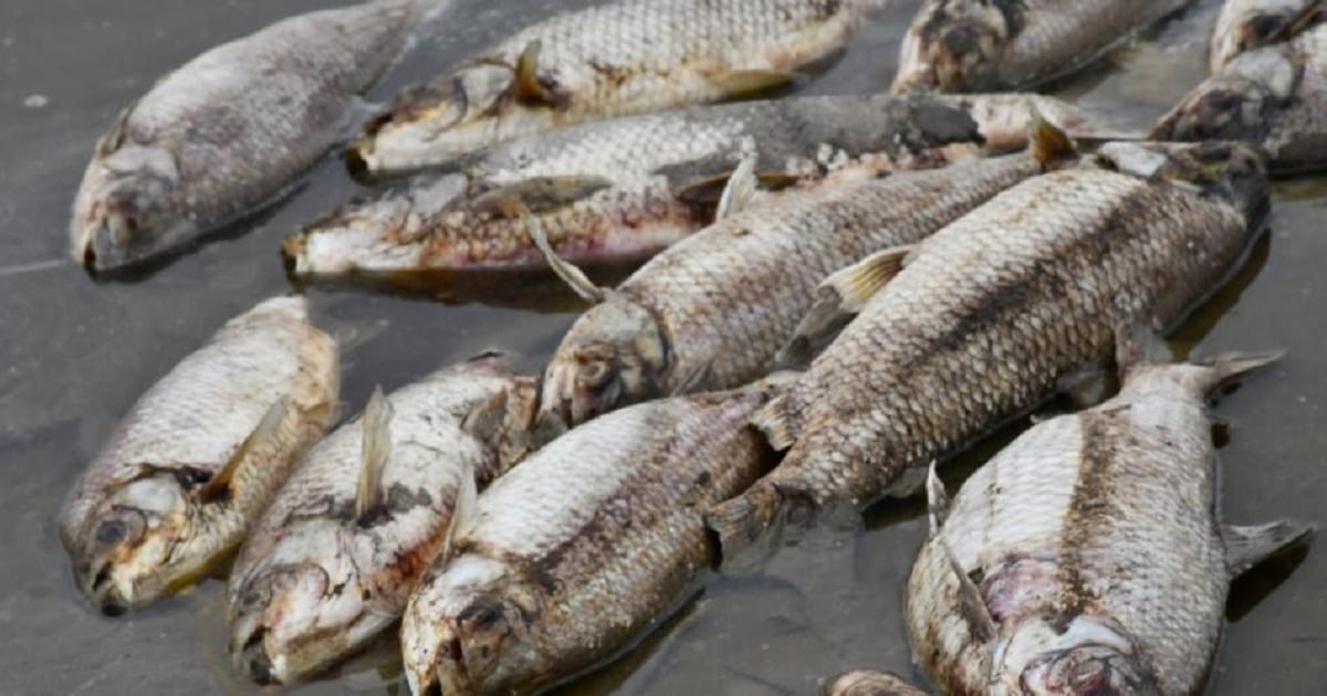 La detección de kilómetros de costas con mortandad de peces se detectó la semana pasada, a ?cinco kilómetros antes de la desembocadura del río Salí. Gentileza: Radio 3 Cadena Patagonia.