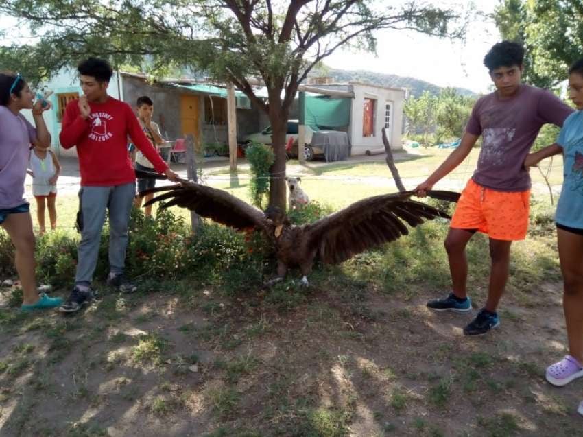 
Las alas desplegadas de un cóndor pueden alcanzar los tres metros. | Gentileza Sí San Juan
   