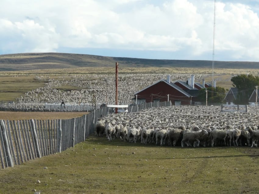 
    La Patagonia no tiene la capacidad forrajera para producir un cordero más pesado, por lo que piensan en llevarlo a la zona pampeana para el engorde
   