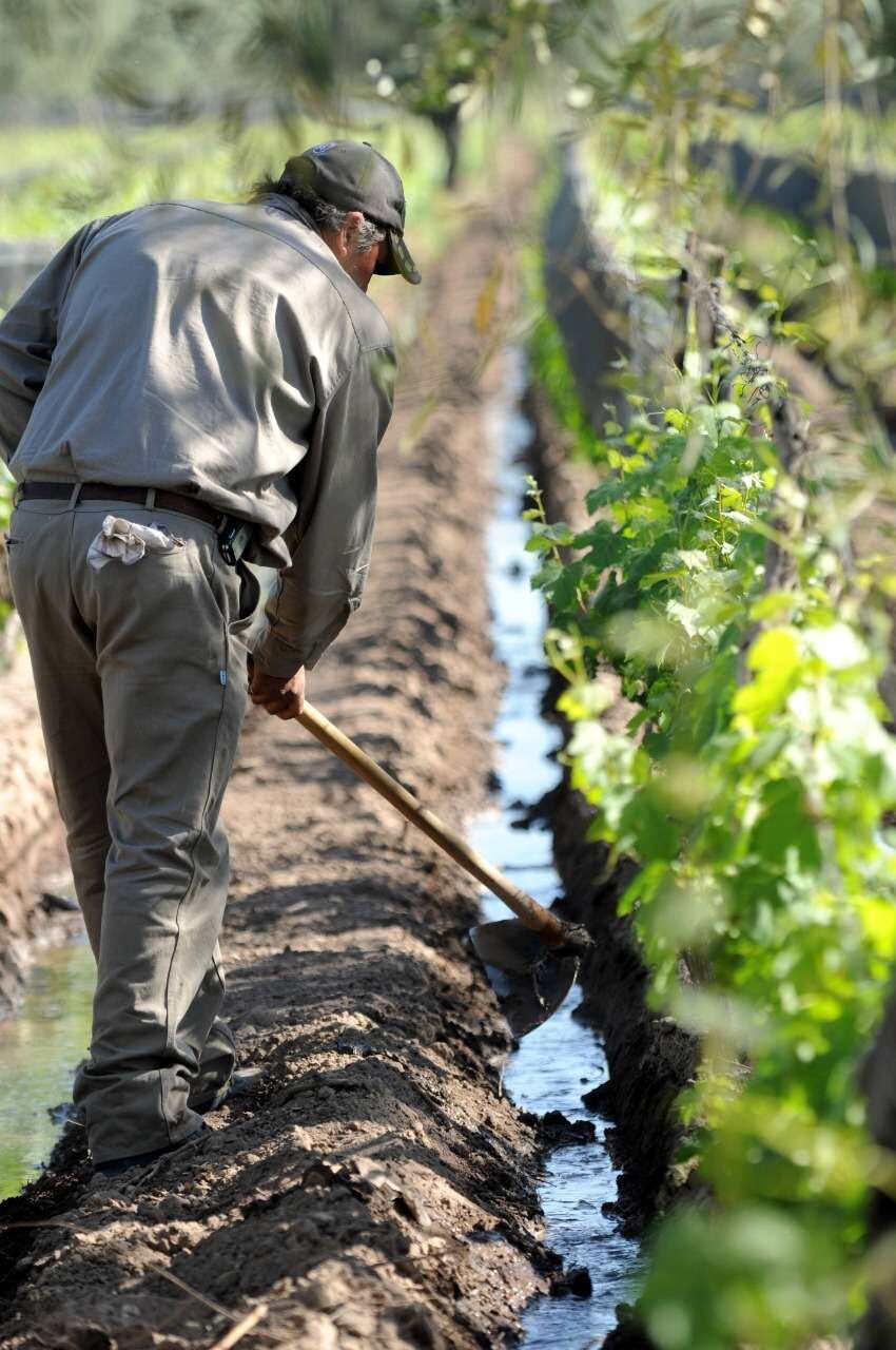 
Financiamiento. La provincia ofrece créditos blandos para el sector.  | Gustavo Rogé / Los Andes
   