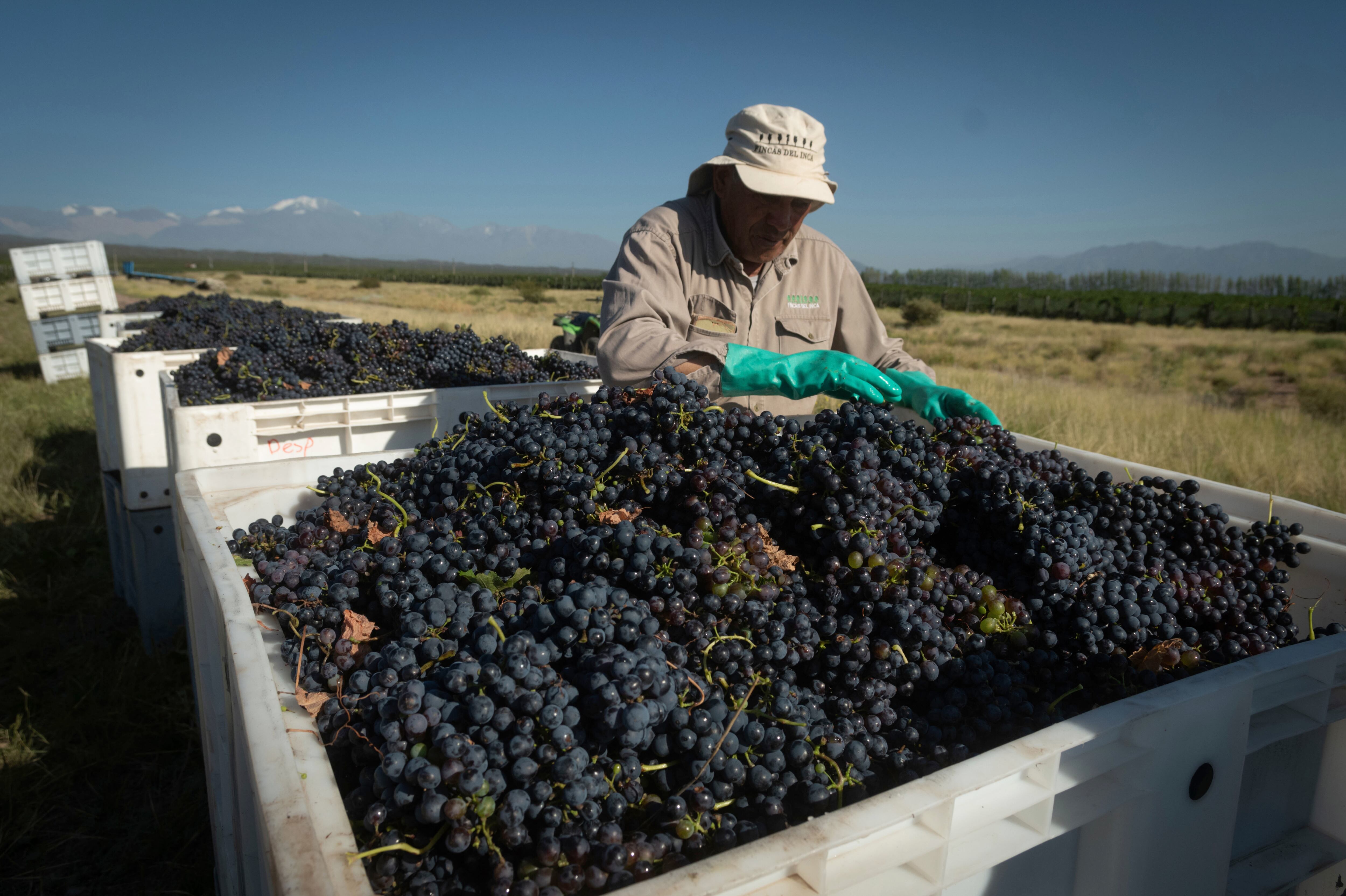 Juan Torres es el encargado de controlar y acomodar en los “vines” las uvas que sus compañeros van descargando. Foto: Ignacio Blanco / Los Andes