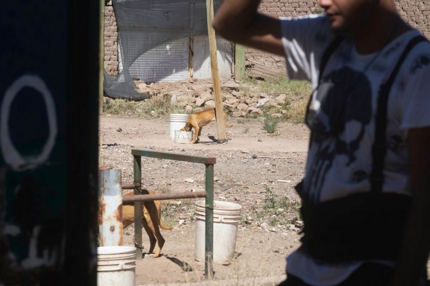 
Animales desnutridos y otros disecados en el predio de Buena Nueva, donde reside Pereg. | Ignacio Blanco / Los Andes
   