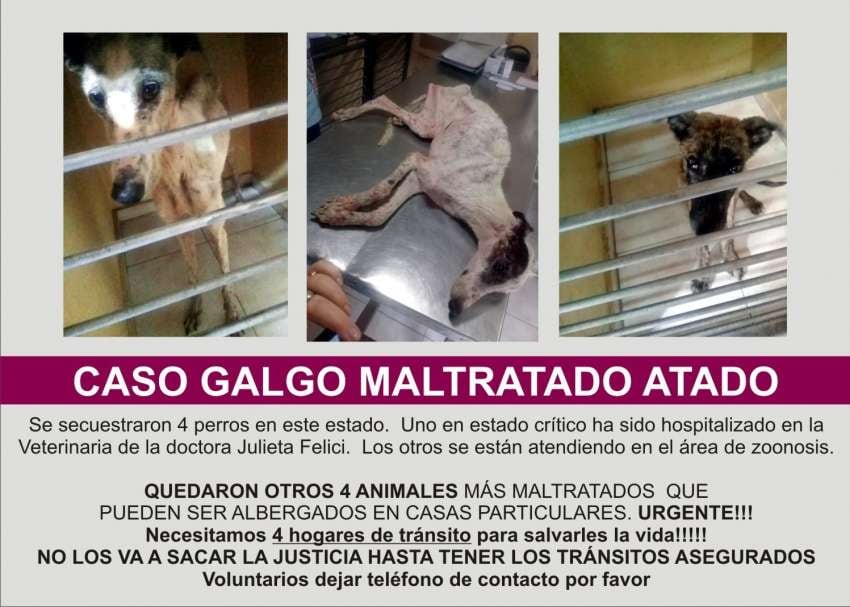 
El propietario poseía otros siete perros. | Facebook Animalistas de Rivadavia
   