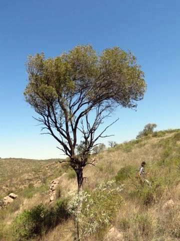 
Raleado. Un bosque con alta frecuencia de incendios | Gentileza / Mariano Morales
   